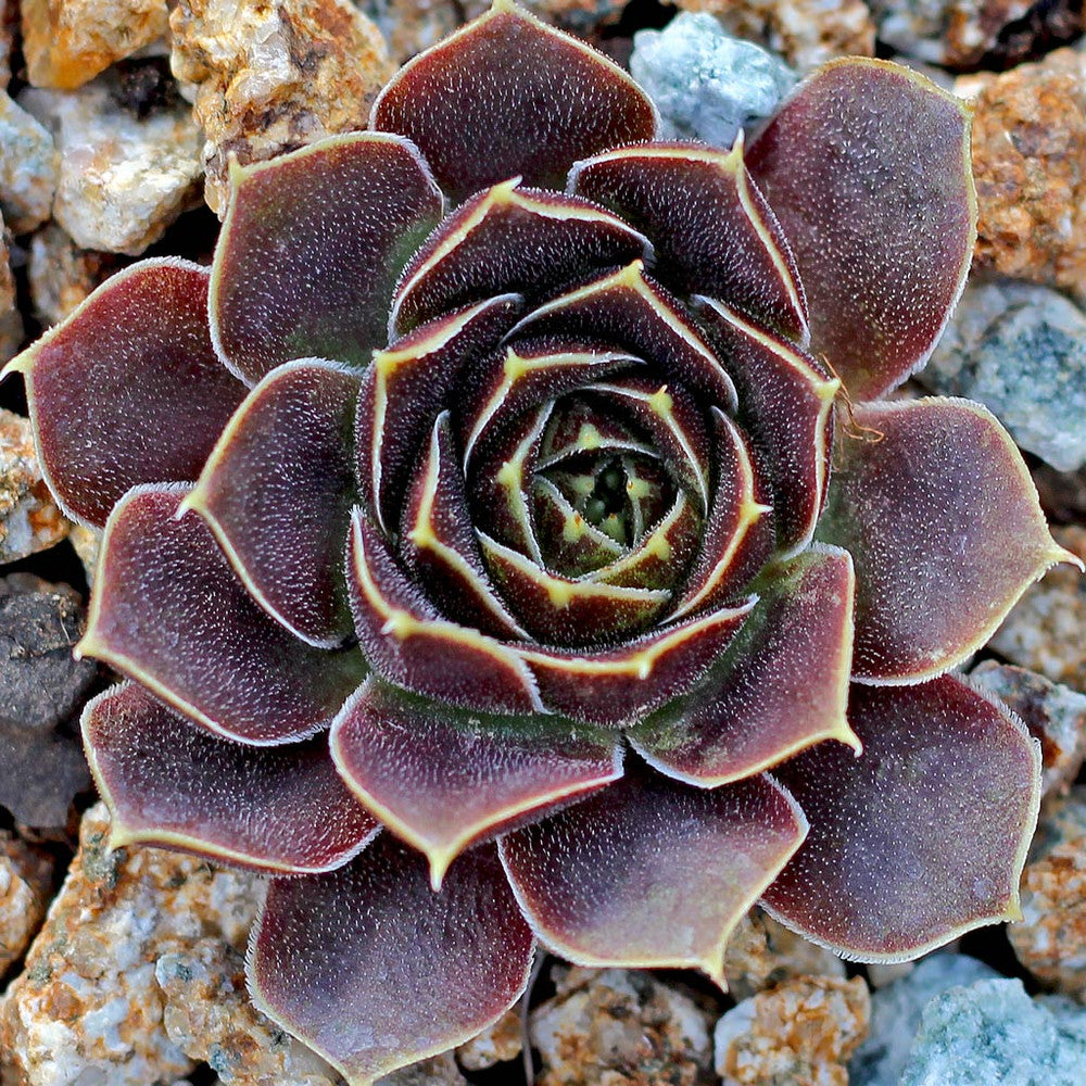 Sempervivum heuffelii 'Artemis'
