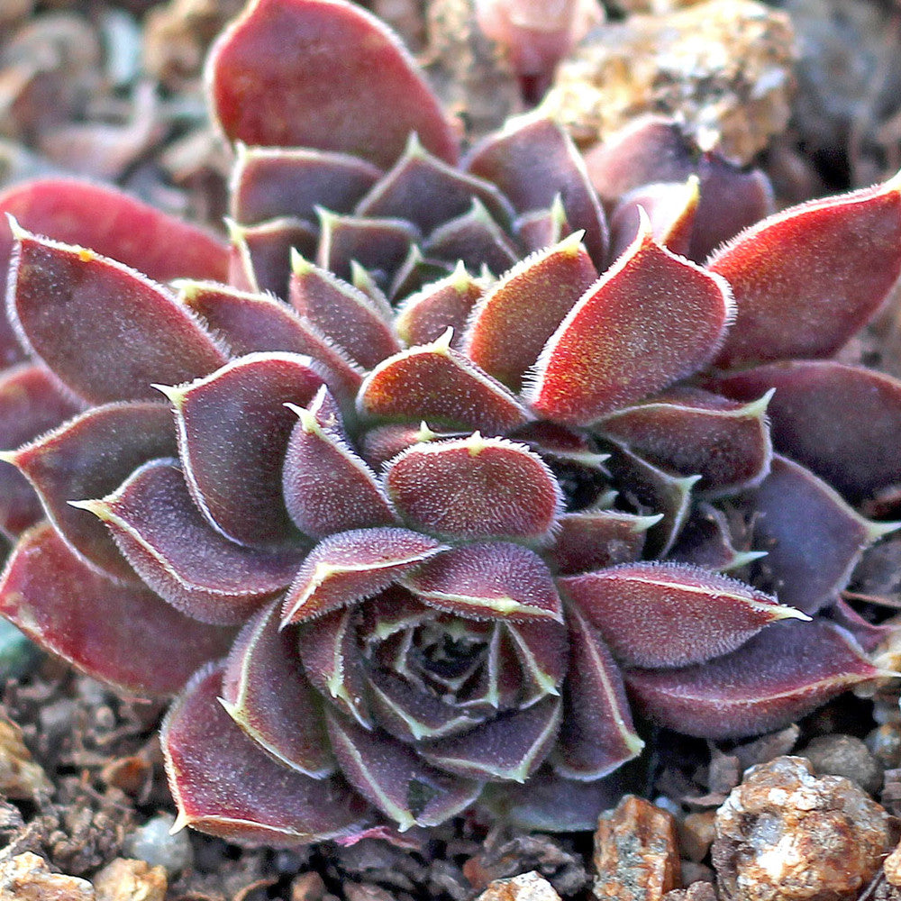 Sempervivum heuffelii 'Artemis'
