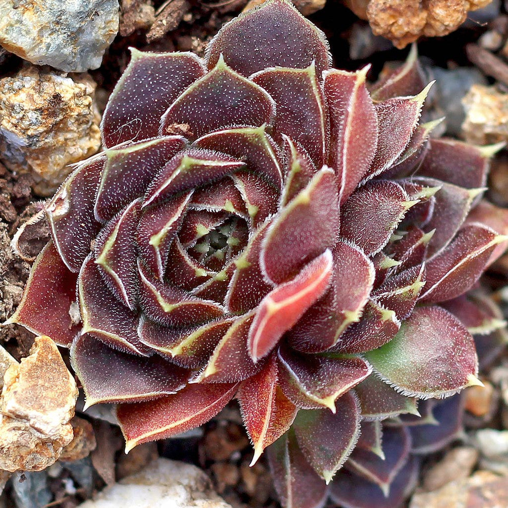 Sempervivum heuffelii 'Artemis'