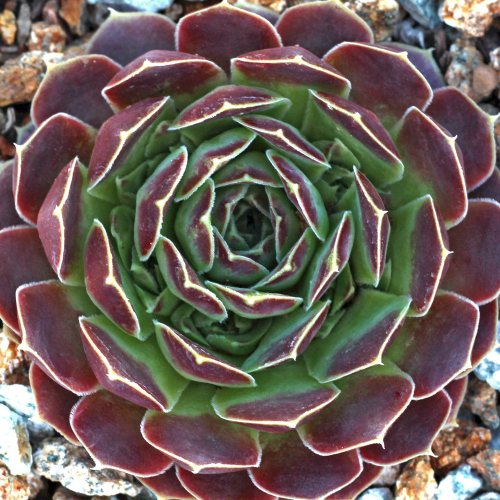 Sempervivum heuffelii 'Beacon Hill'