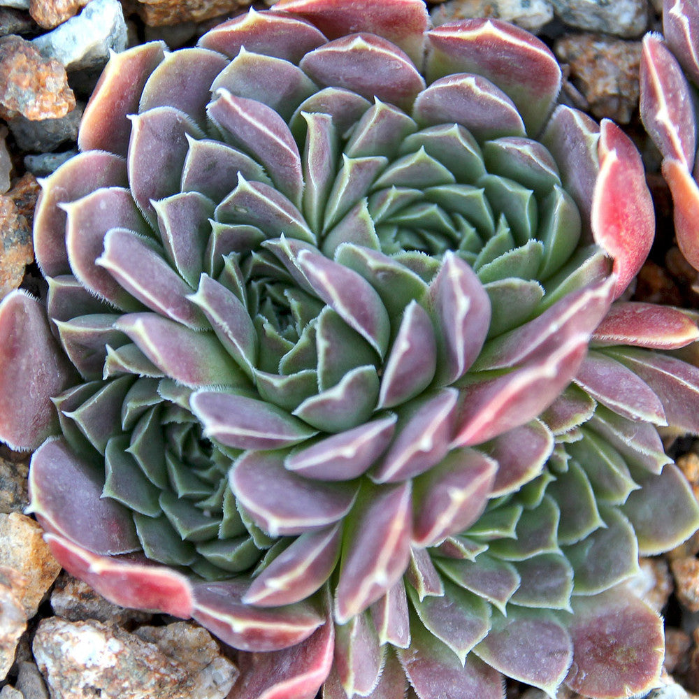 Sempervivum heuffelii 'Beacon Hill'