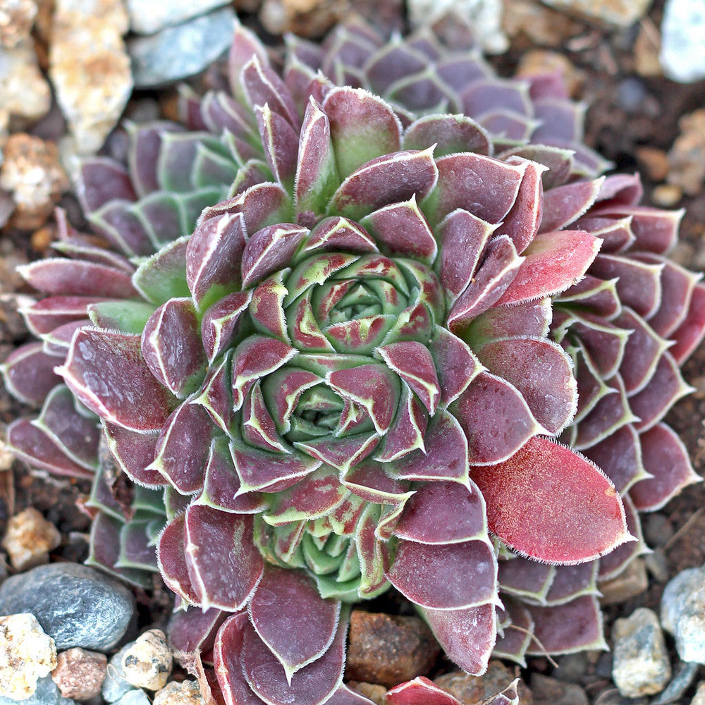 Sempervivum heuffelii 'Beacon Hill'