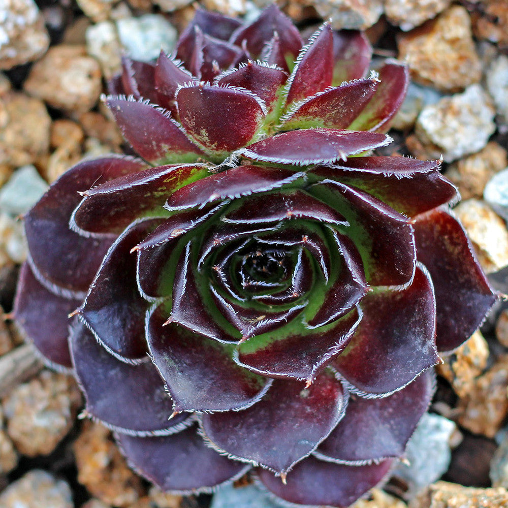 Sempervivum heuffelii 'Beatrice' [exclusive]