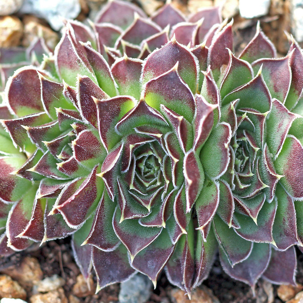 Sempervivum heuffelii 'Beatrice' [exclusive]