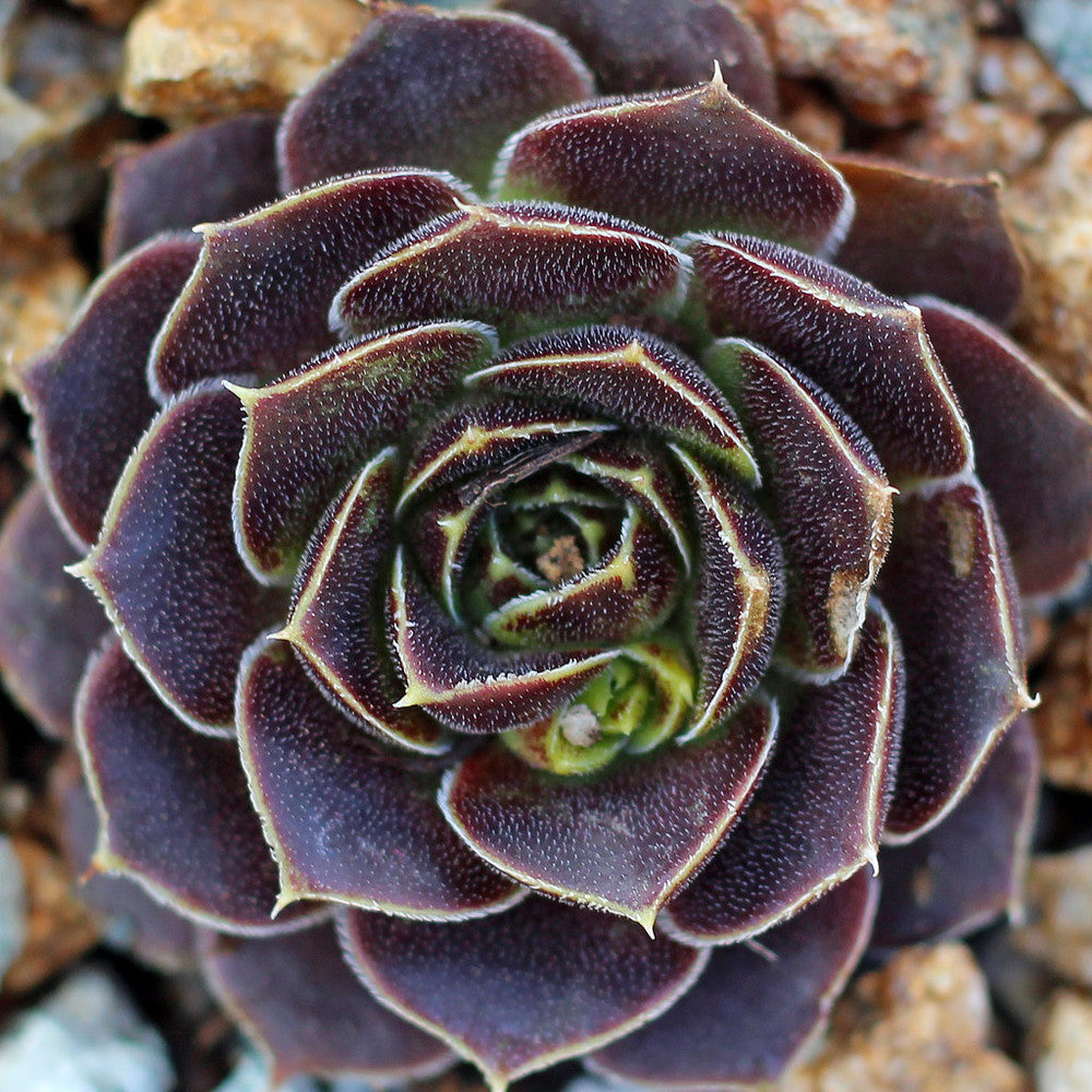 Sempervivum heuffelii 'Beaver'
