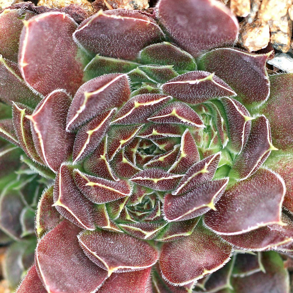 Sempervivum heuffelii 'Beaver'