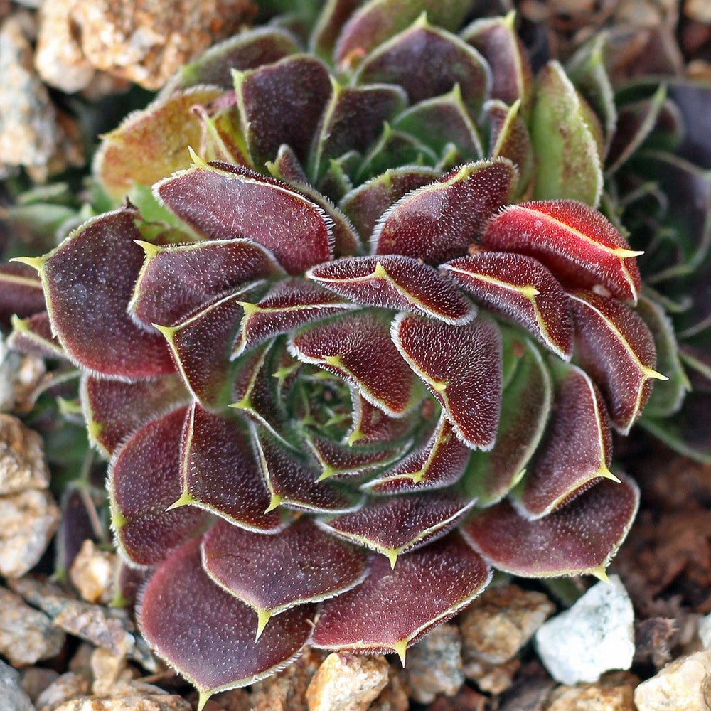 Sempervivum heuffelii 'Beaver'