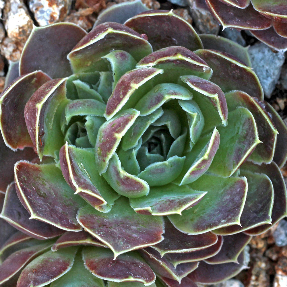 Sempervivum heuffelii 'Bermuda'