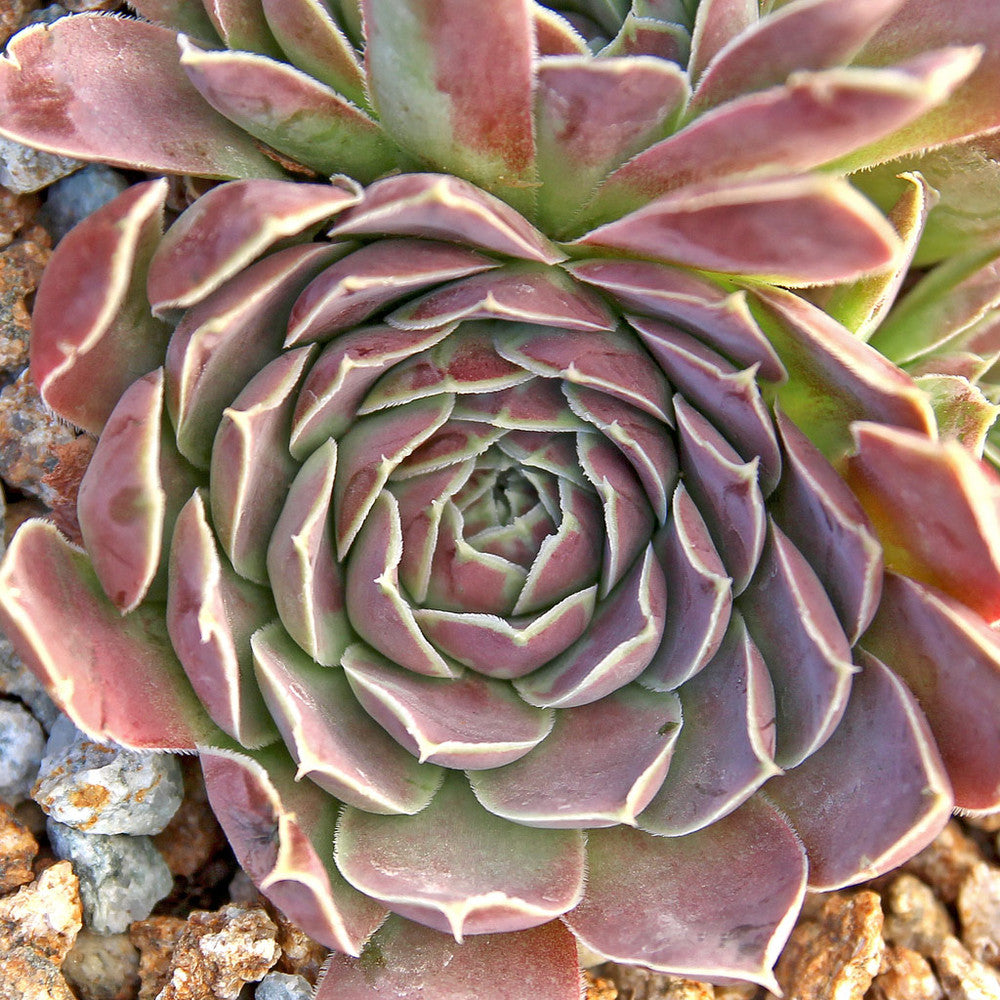 Sempervivum heuffelii 'Bermuda'