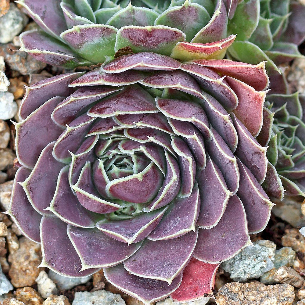 Sempervivum heuffelii 'Bermuda'