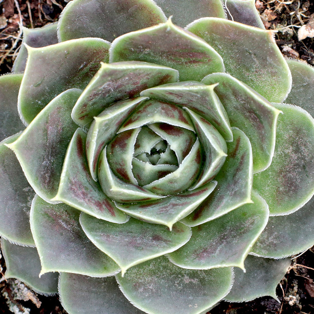 Sempervivum heuffelii 'Bermuda'