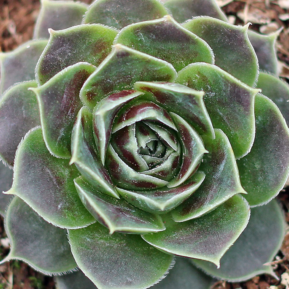 Sempervivum heuffelii 'Bermuda'