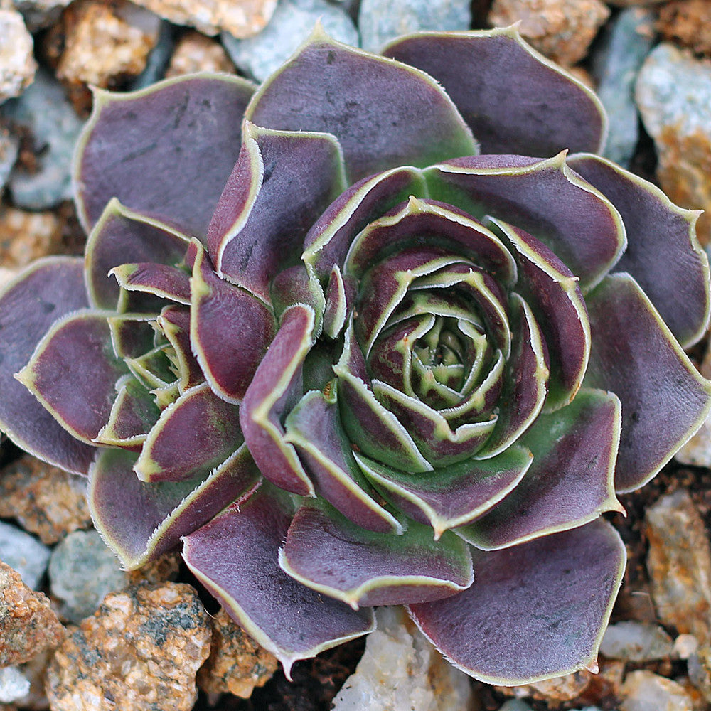 Sempervivum heuffelii 'Bermuda'