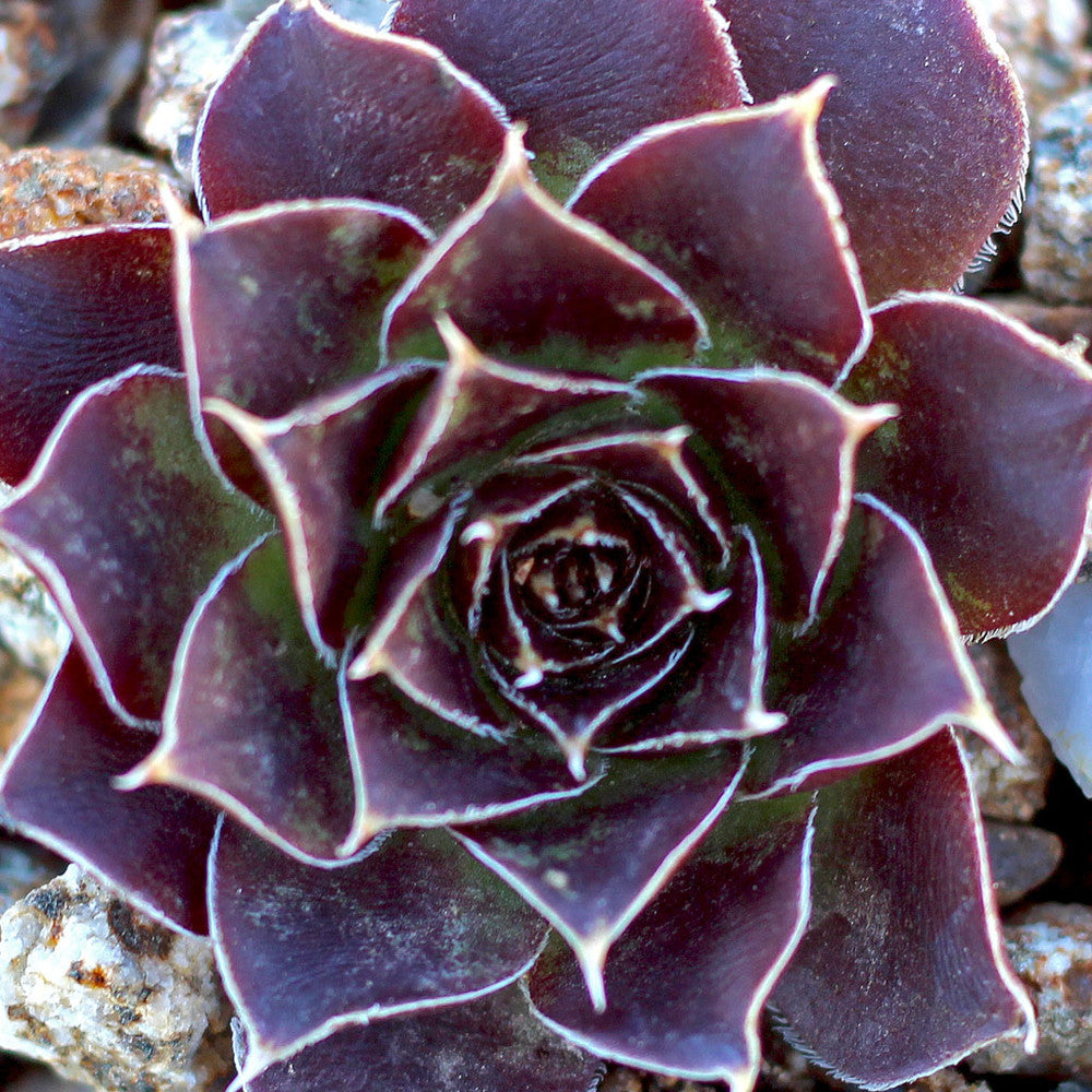 Sempervivum heuffelii 'Blaze'