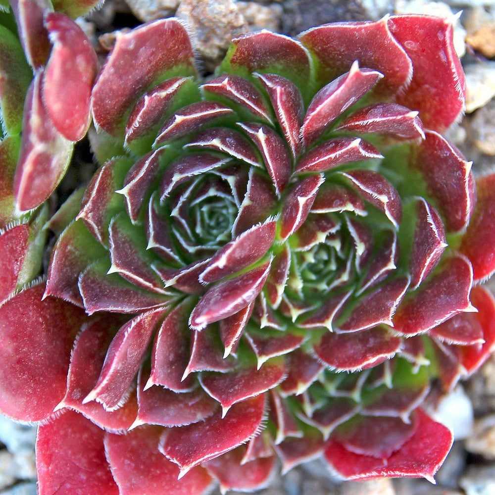 Sempervivum heuffelii 'Blaze'