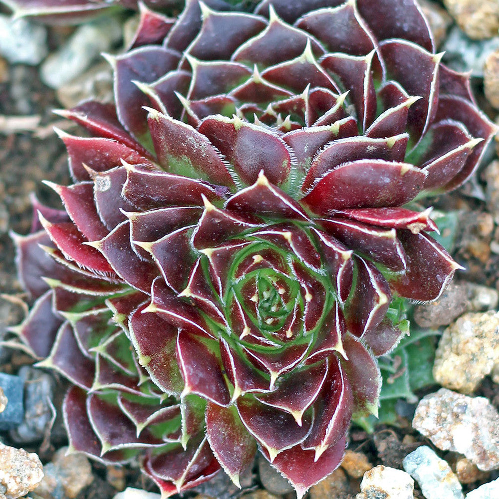 Sempervivum heuffelii 'Blaze'