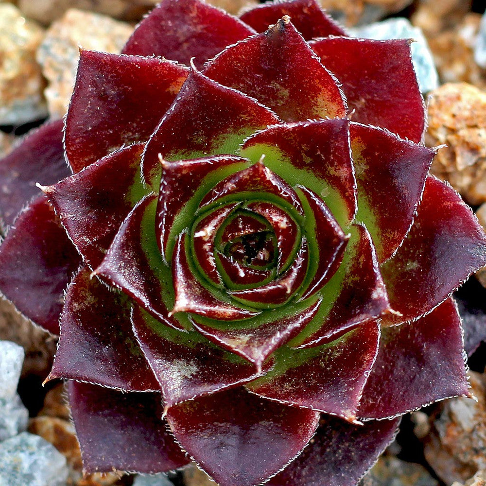 Sempervivum heuffelii 'Bros'