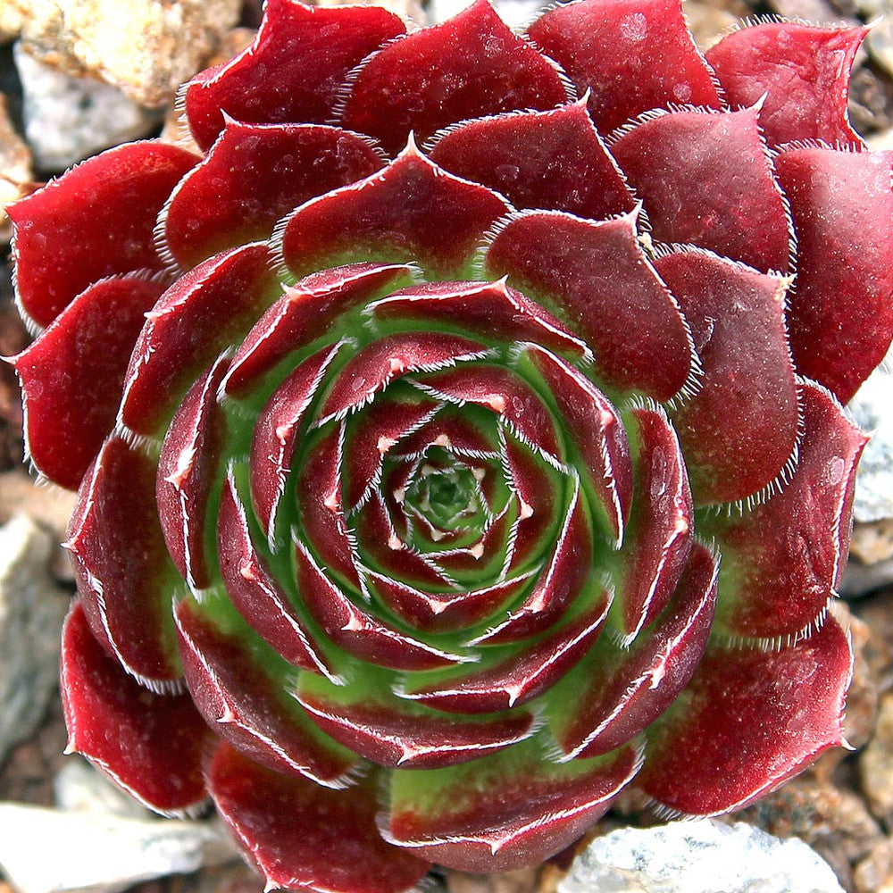 Sempervivum heuffelii 'Bros'