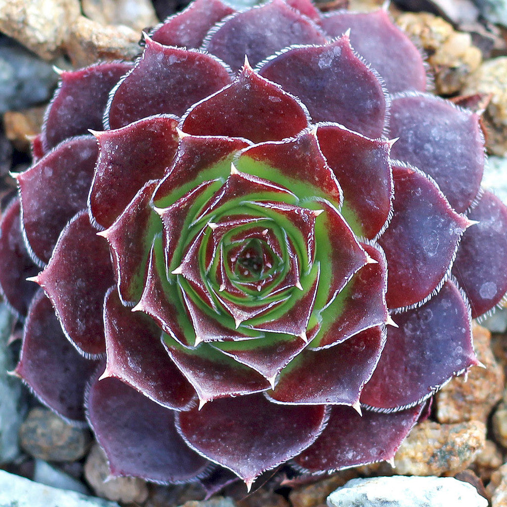 Sempervivum heuffelii 'Bros'