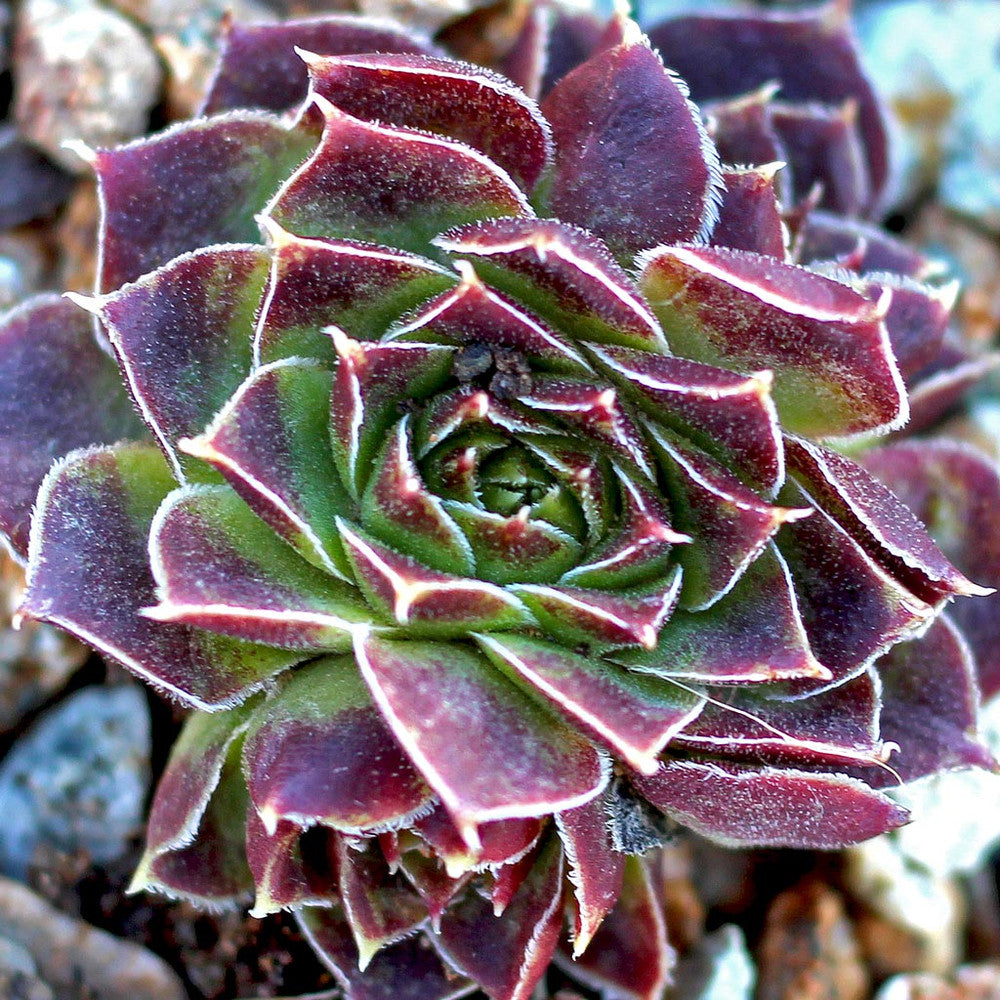 Sempervivum heuffelii 'Cherry Glow' [exclusive]