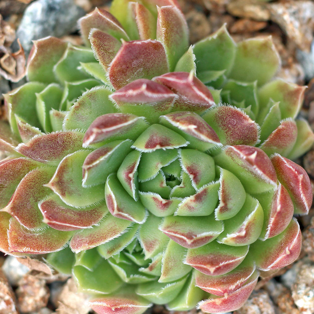 Sempervivum heuffelii 'Cherry Glow' [exclusive]