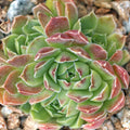 Sempervivum heuffelii 'Cherry Glow' [exclusive]