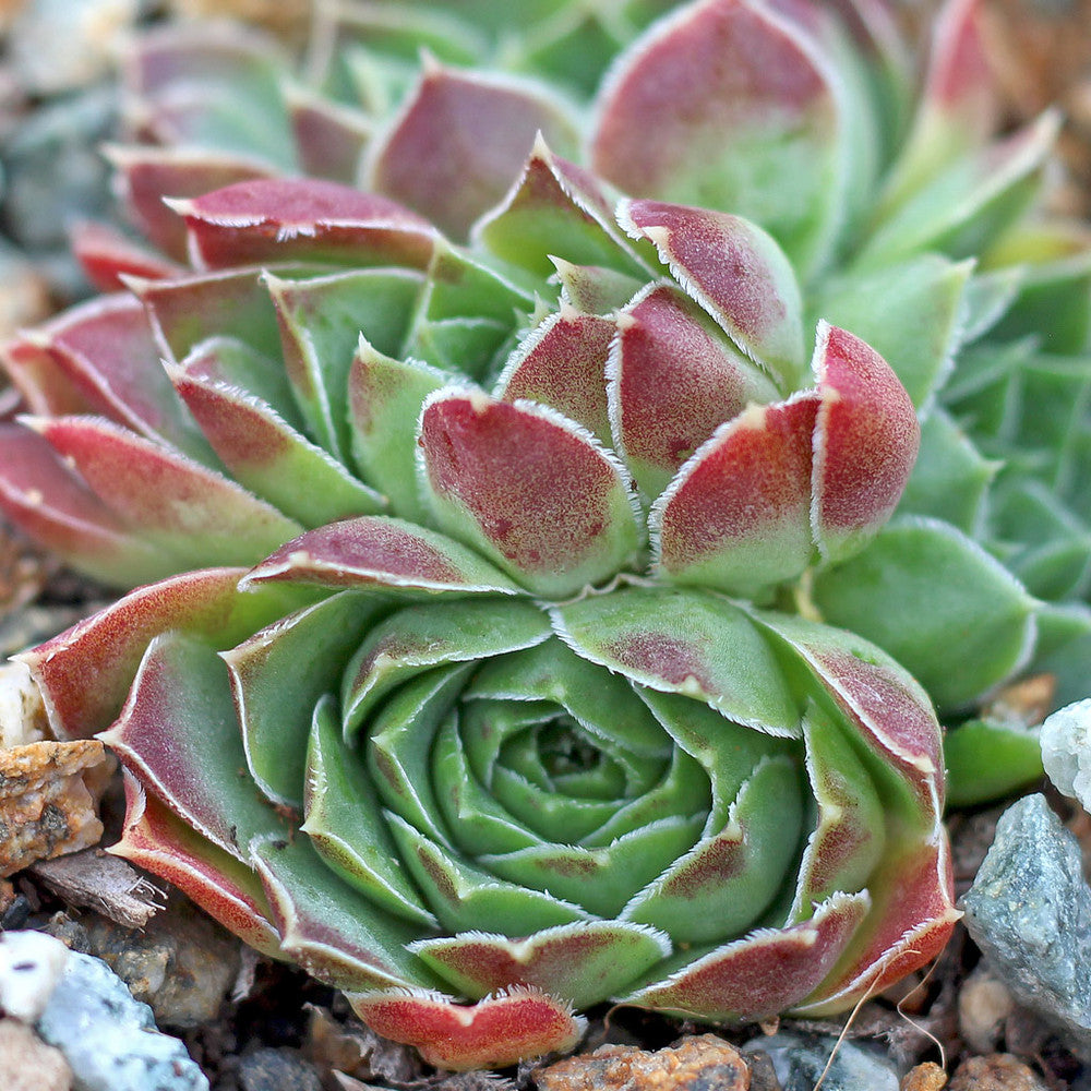 Sempervivum heuffelii 'Cherry Glow' [exclusive]
