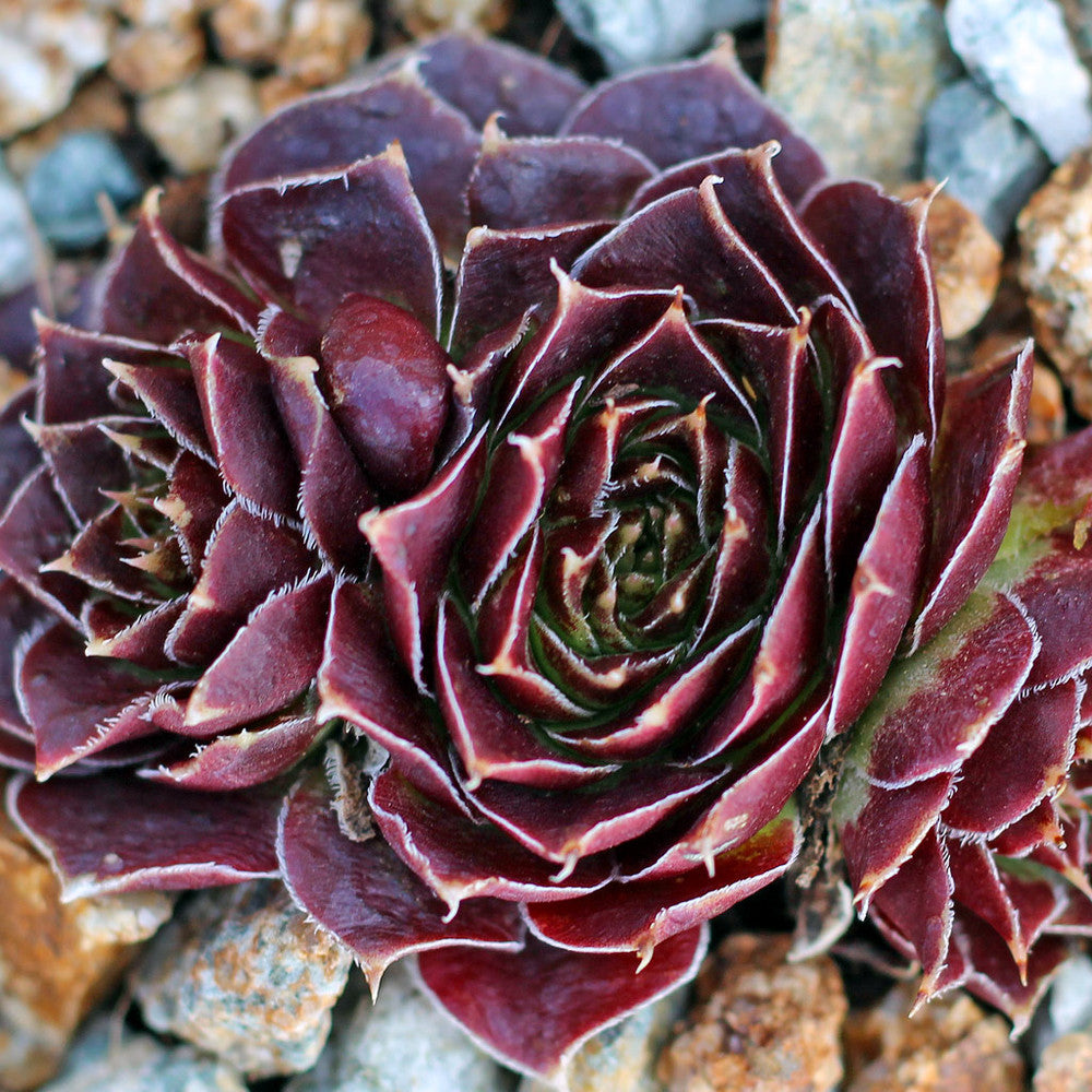 Sempervivum heuffelii 'Chocolate Sundae' [exclusive]