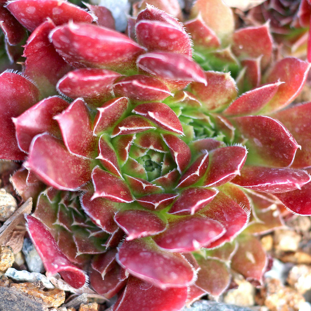 Sempervivum heuffelii 'Chocolate Sundae' [exclusive]