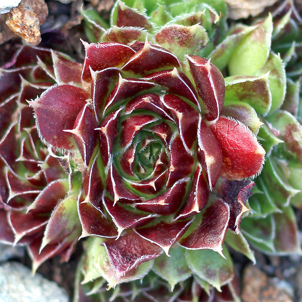 Sempervivum heuffelii 'Chocolate Sundae' [exclusive]
