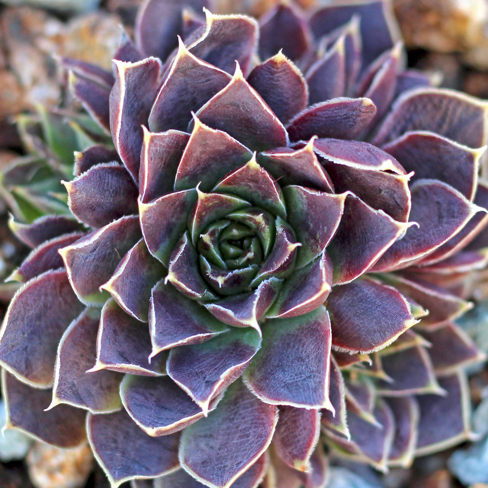 Sempervivum heuffelii 'Chocoleto' [exclusive]