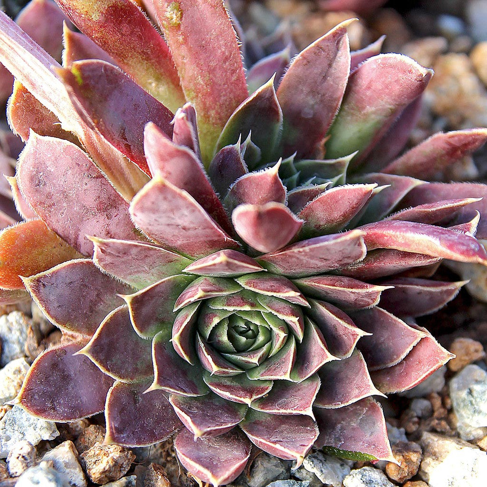 Sempervivum heuffelii 'Chocoleto' [exclusive]
