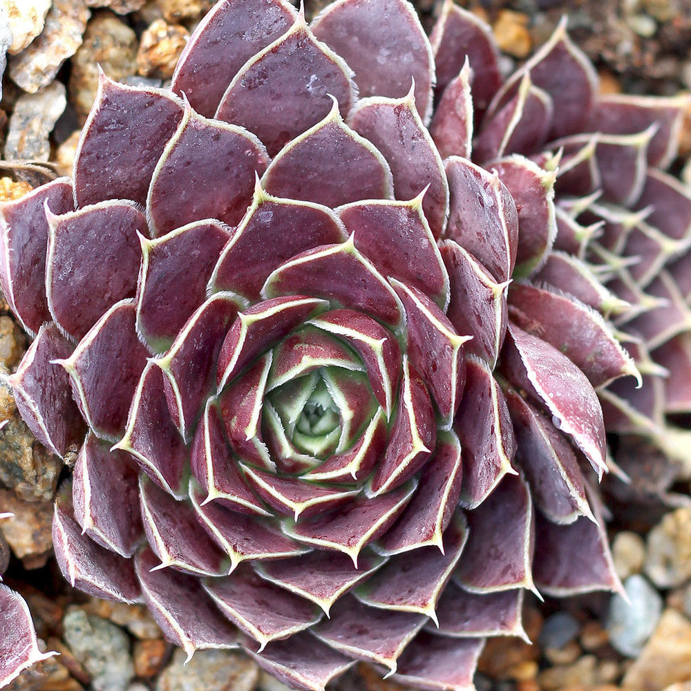 Sempervivum heuffelii 'Chocoleto' [exclusive]