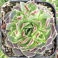 Sempervivum heuffelii 'Coral Reef' [exclusive]