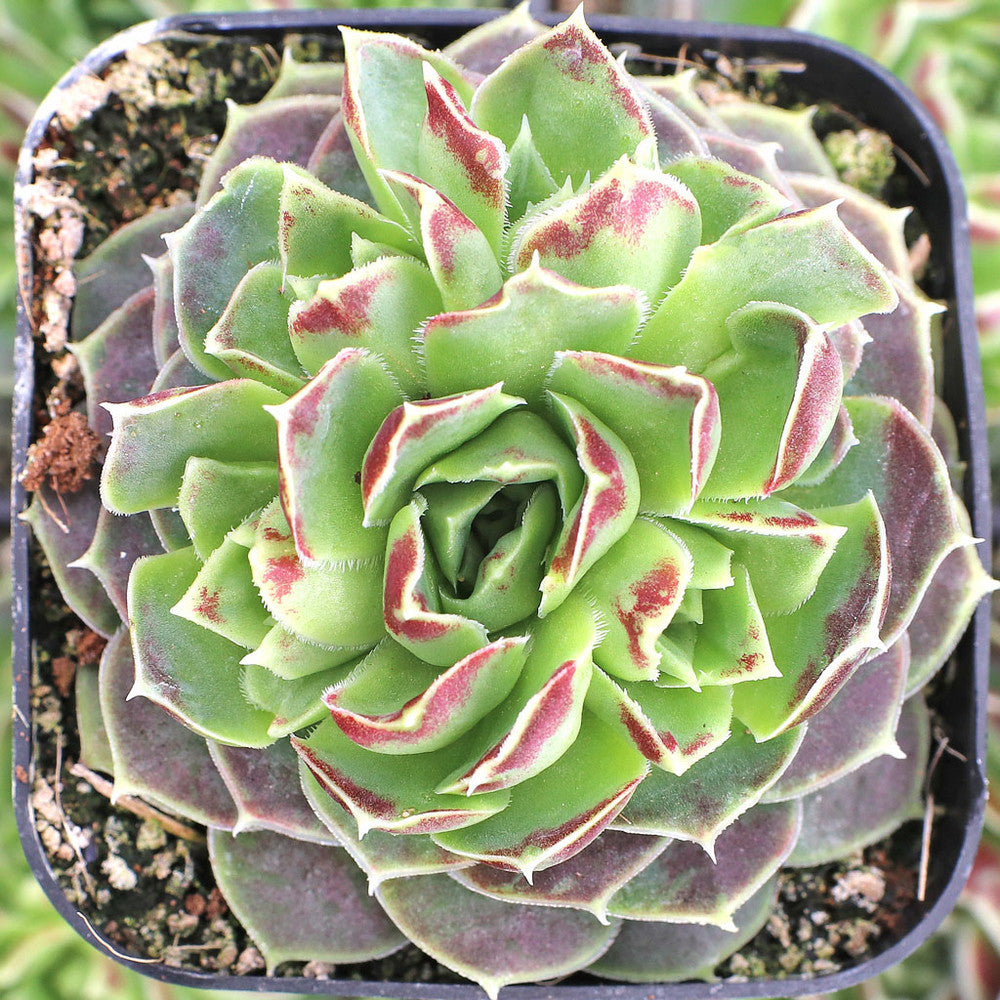 Sempervivum heuffelii 'Coral Reef' [exclusive]