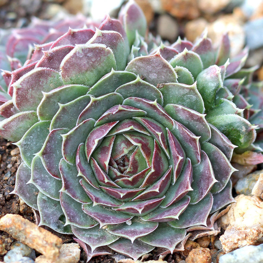 Sempervivum heuffelii 'Coral Reef' [exclusive]