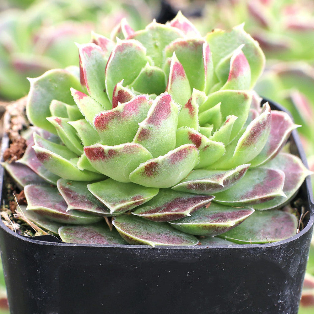 Sempervivum heuffelii 'Coral Reef' [exclusive]