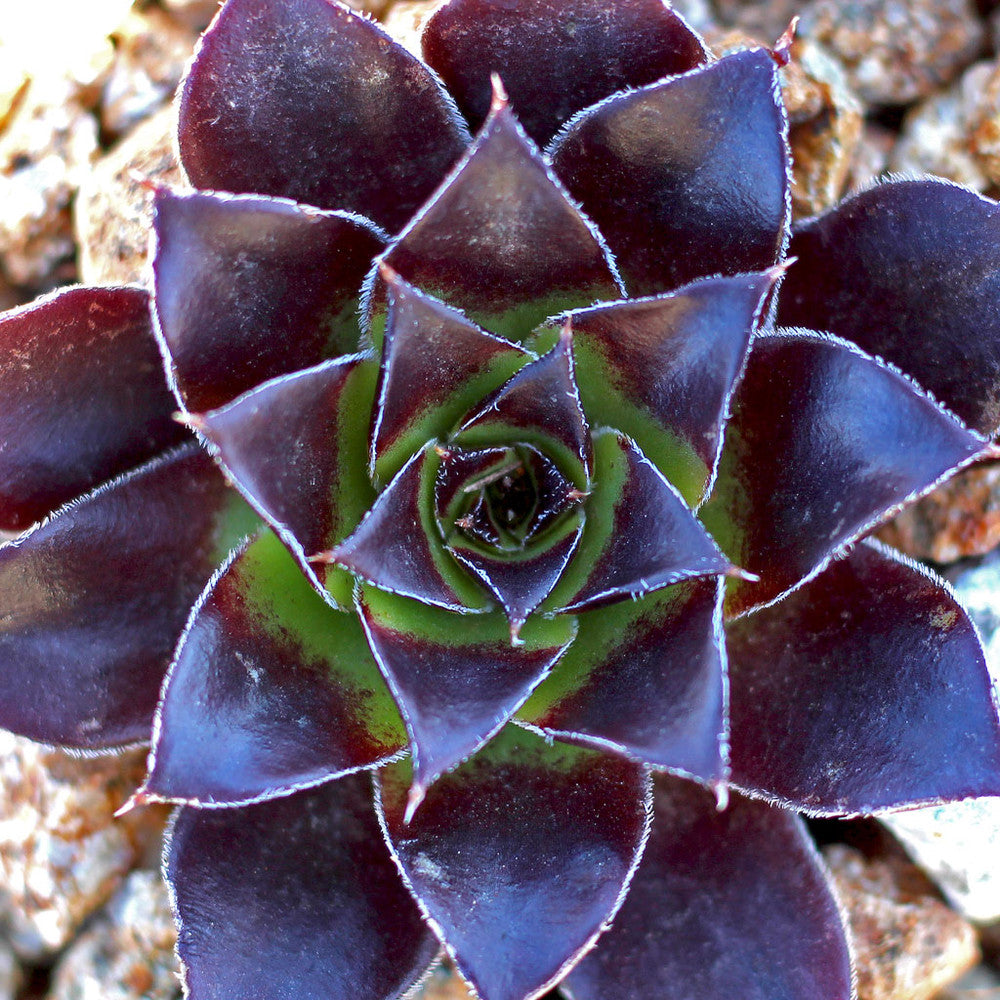 Sempervivum heuffelii 'Fandango'