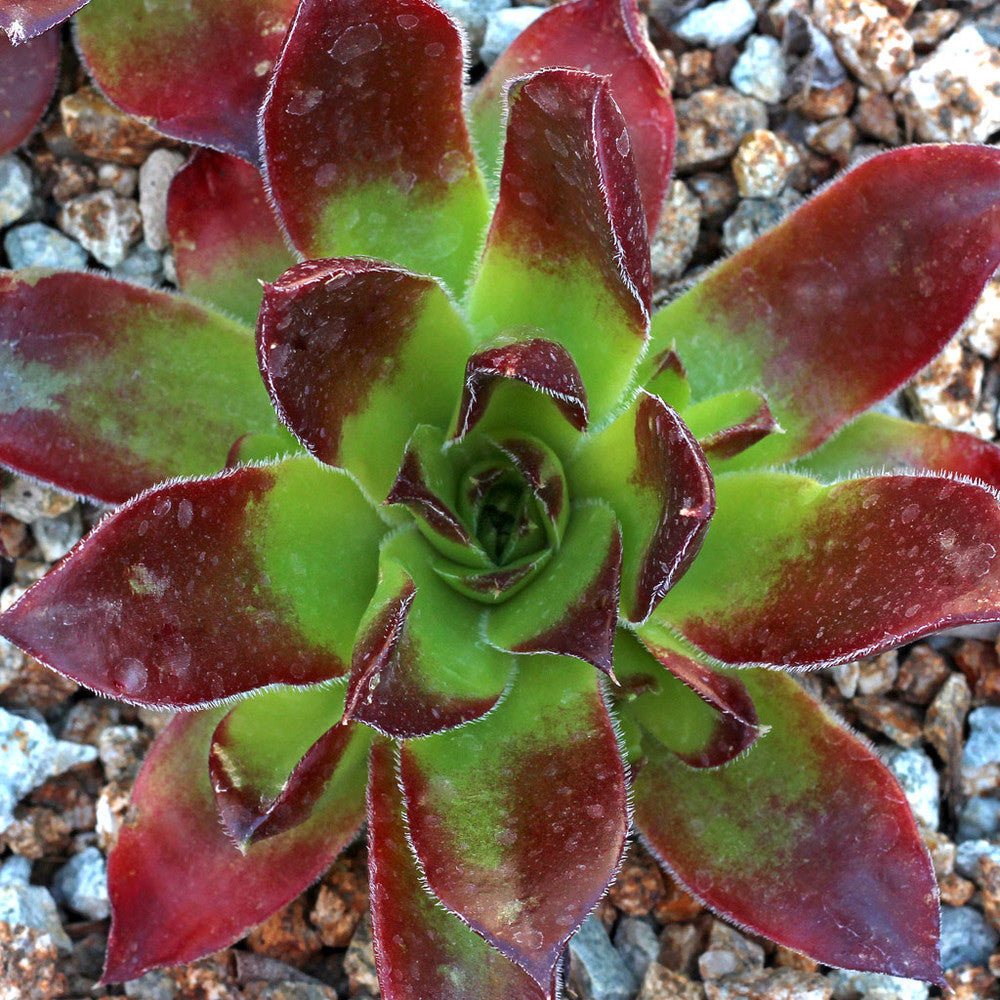 Sempervivum heuffelii 'Fandango'