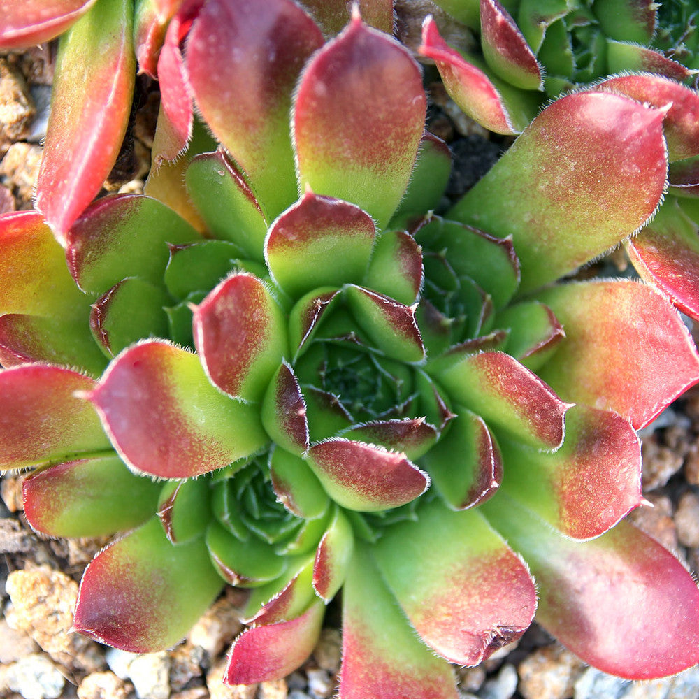 Sempervivum heuffelii 'Fandango'