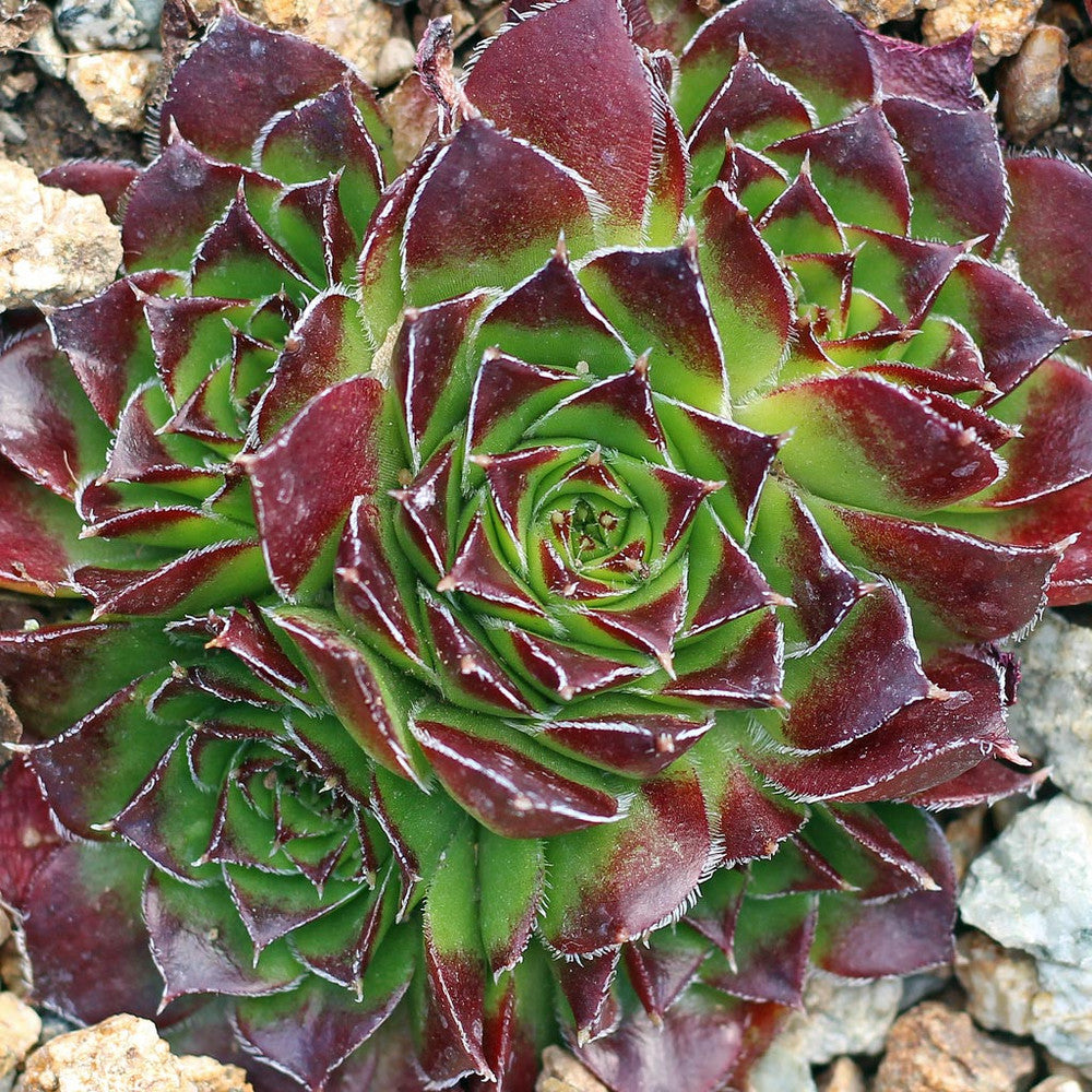 Sempervivum heuffelii 'Fandango'