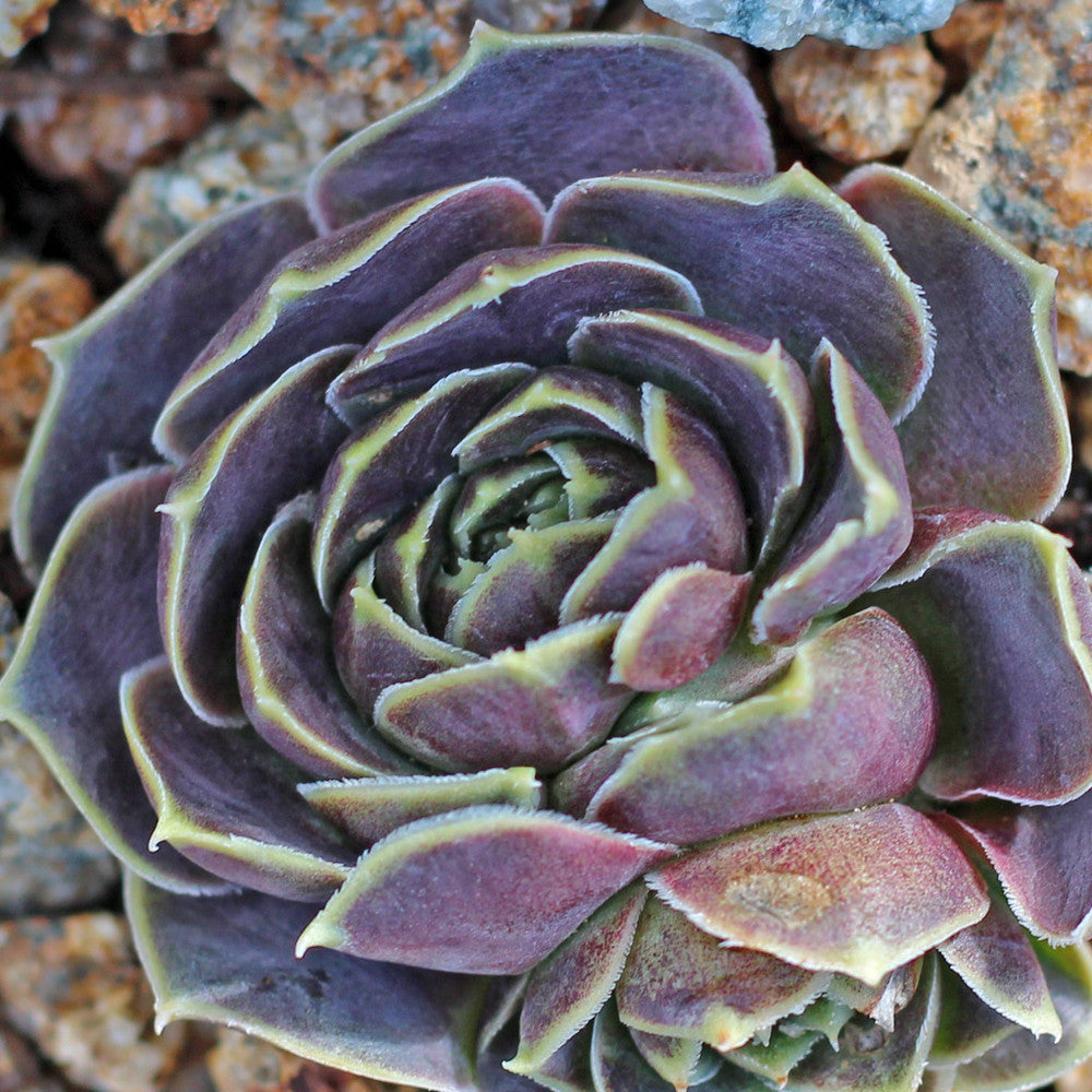 Sempervivum heuffelii 'Fante' [exclusive]
