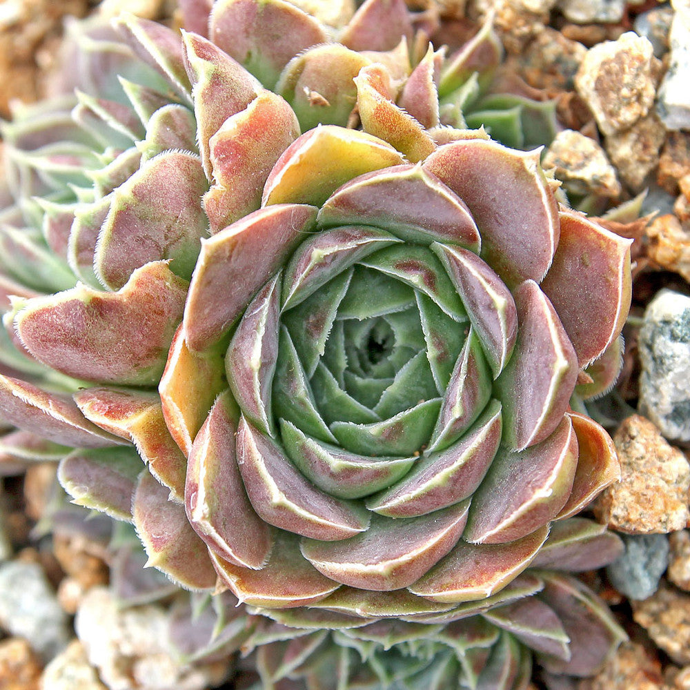 Sempervivum heuffelii 'Fante' [exclusive]