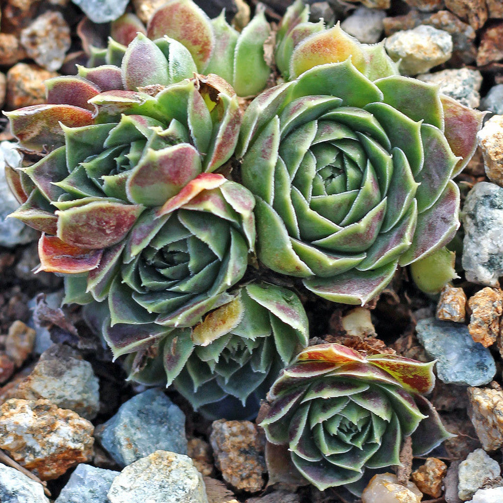 Sempervivum heuffelii 'Fante' [exclusive]