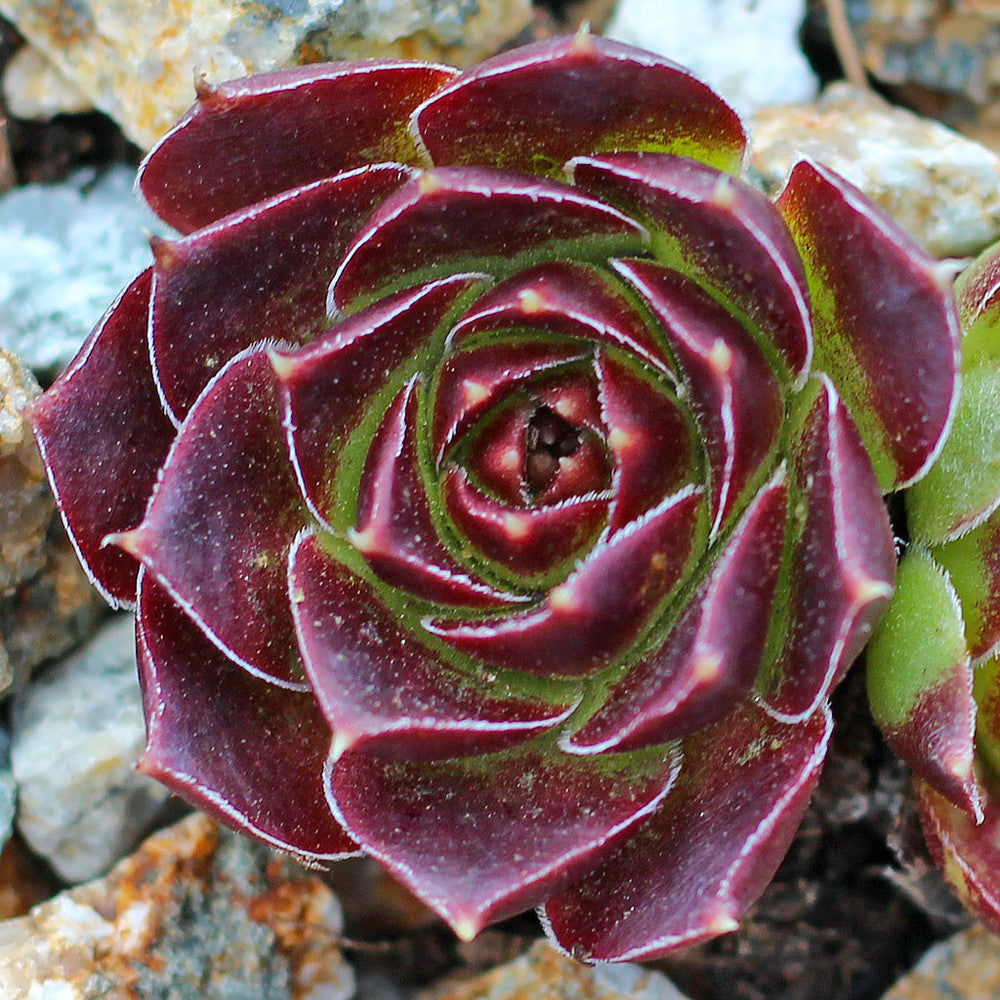Sempervivum heuffelii 'Gold Bug'