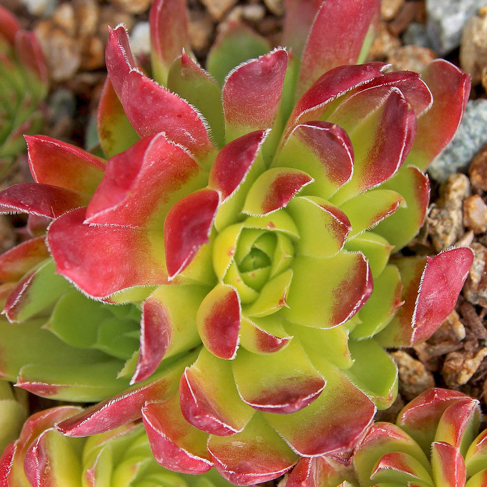 Sempervivum heuffelii 'Gold Bug'
