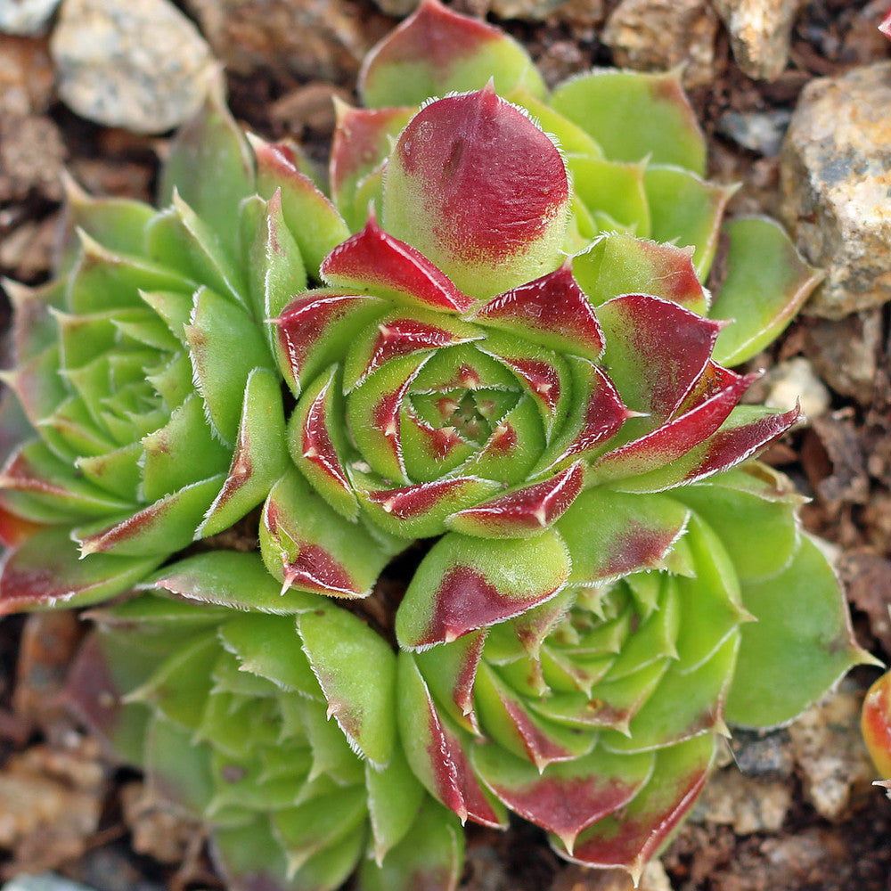 Sempervivum heuffelii 'Gold Bug'