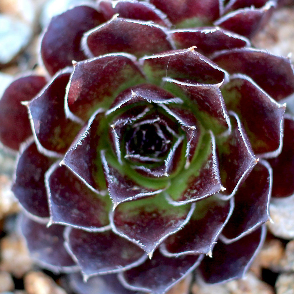 Sempervivum heuffelii 'Green Stone'