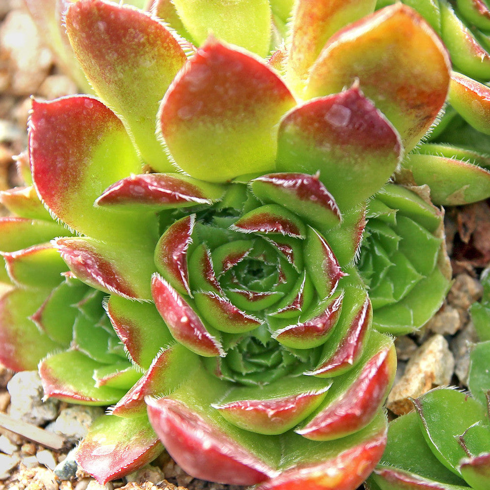 Sempervivum heuffelii 'Green Stone'