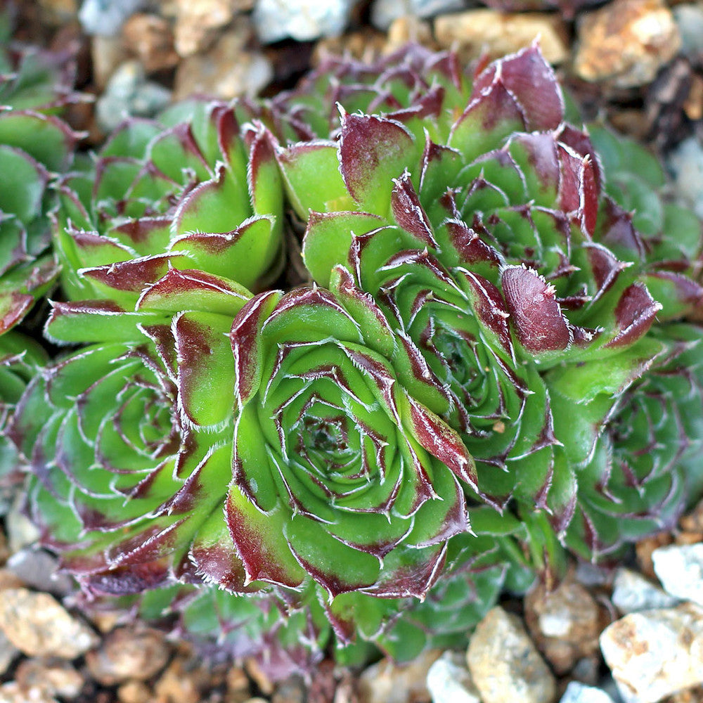 Sempervivum heuffelii 'Green Stone'